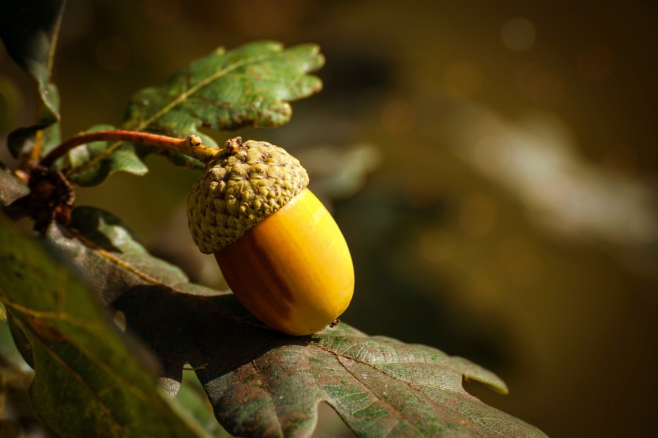 acorn-3700512_1280